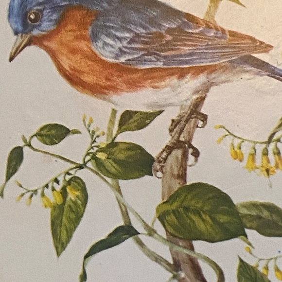 Vintage English cork bottom coaster with a bird theme, 12 pcs - Picture 13 of 16